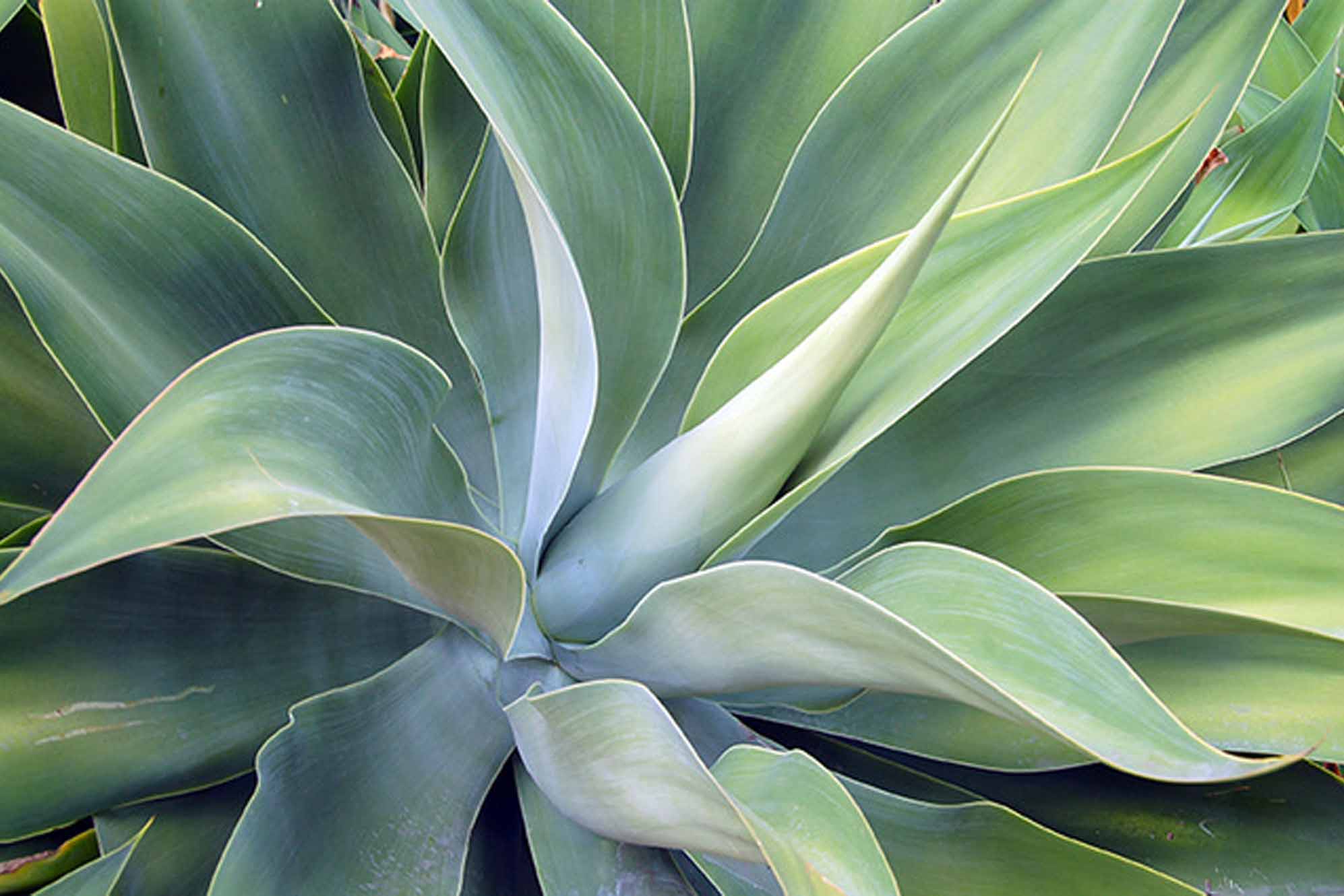 la médecine Ayurvédique